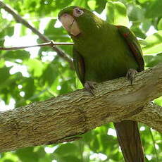 Conure de Cuba