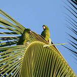 Conure de Ridgway