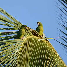 Conure de Ridgway