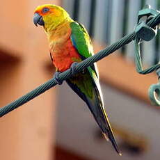 Conure jandaya