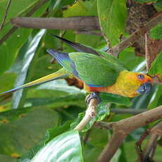 Conure jandaya