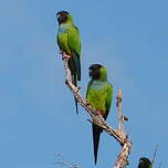 Conure nanday