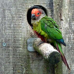 Conure rougissante