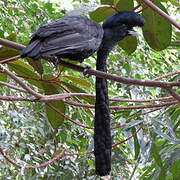 Cotingidés