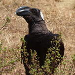 Corbeau corbivau