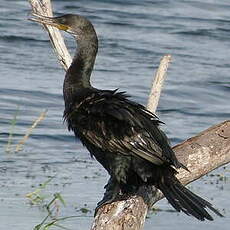 Cormoran à cou brun