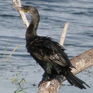 Cormoran à cou brun