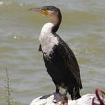 Cormoran à poitrine blanche