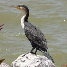 Cormoran à poitrine blanche