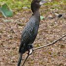 Cormoran de Vieillot