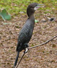 Cormoran de Vieillot