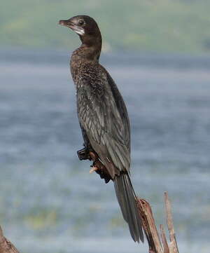 Cormoran de Vieillot