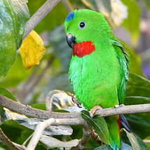 Coryllis à tête bleue