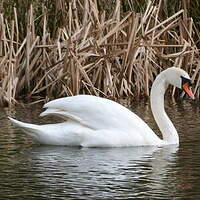 Cygne tuberculé