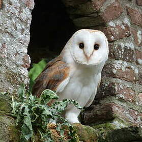 Tyto alba (Scopoli, 1769) - Effraie des clochers, Chouette  effraie-Description, fiches détaillées