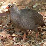 Francolin à bec rouge