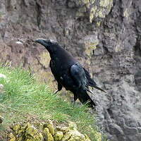 Grand Corbeau