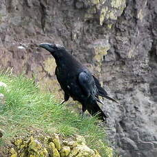 Grand Corbeau – Oiseau du Parc Naturel Régional du Luberon