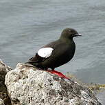 Guillemot à miroir