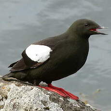 Guillemot à miroir