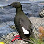 Guillemot à miroir