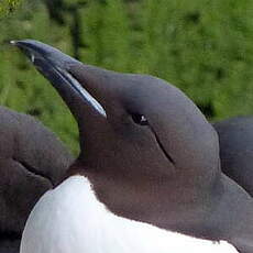 Guillemot de Brünnich