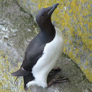 Guillemot de Brünnich