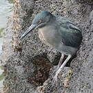 Héron des Galapagos