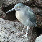 Héron des Galapagos
