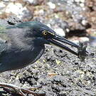Héron des Galapagos