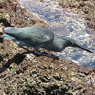 Héron des Galapagos