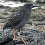 Héron des Galapagos