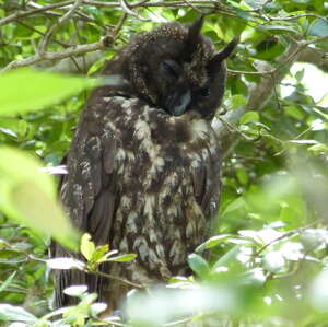 Hibou maître-bois