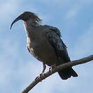 Ibis plombé