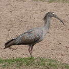 Ibis plombé