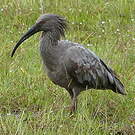 Ibis plombé