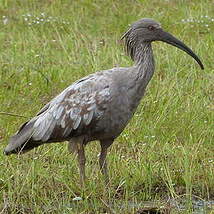 Ibis plombé