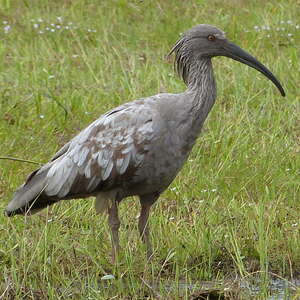 Ibis plombé