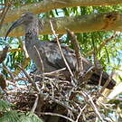 Ibis plombé