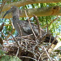 Ibis plombé