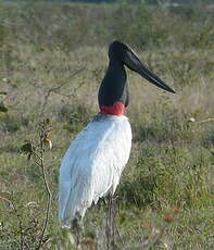 Jabiru d'Amérique