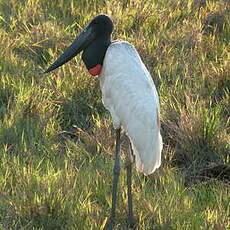 Jabiru d'Amérique