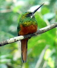 Jacamar à couronne bleue