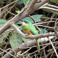 Jacamar à queue rousse