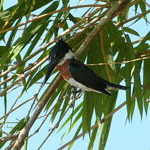 Martin-pêcheur d'Amazonie