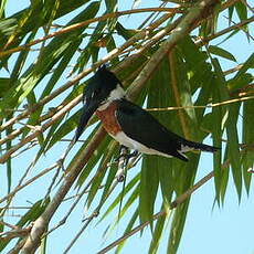 Martin-pêcheur d'Amazonie