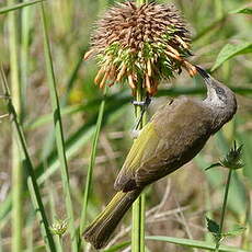 Méliphage à oreillons gris