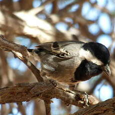 Mésange cendrée