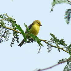 Moineau doré