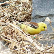 Moineau doré